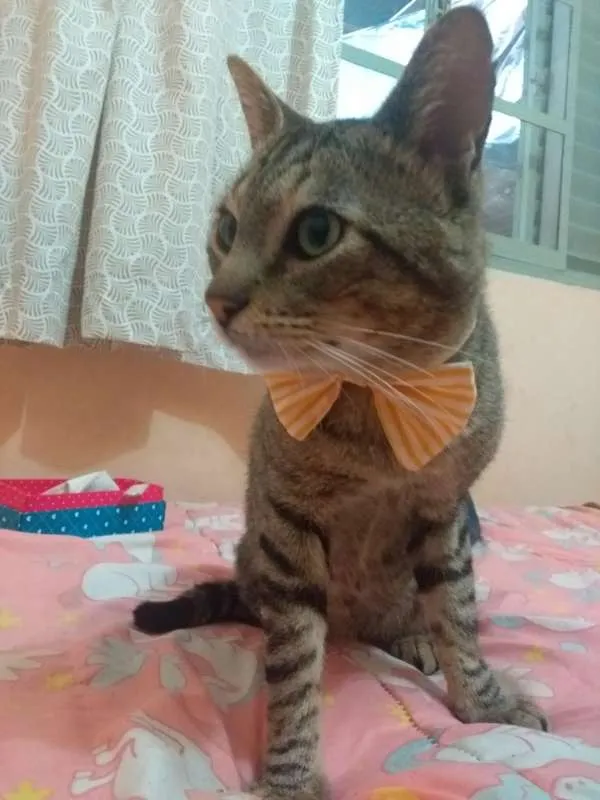 Gato ra a Abyssinian idade 7 a 11 meses nome Max