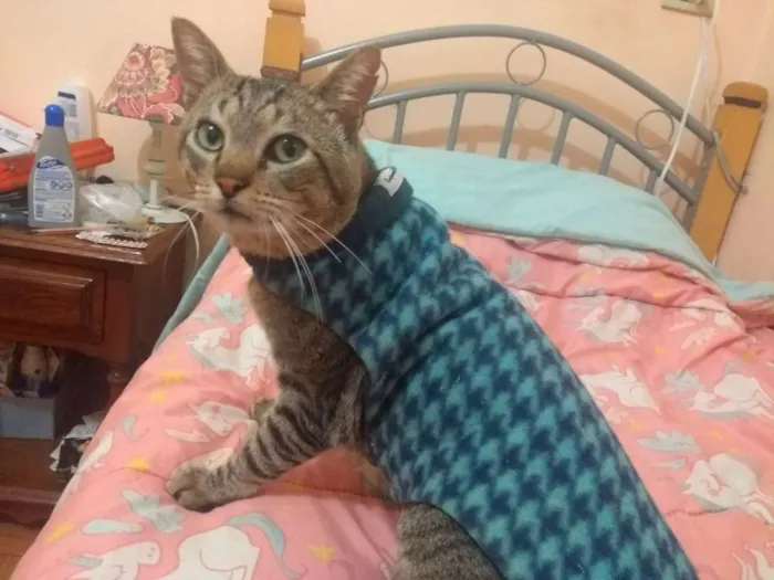 Gato ra a Abyssinian idade 7 a 11 meses nome Max