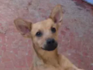 Cachorro raça Srd idade 7 a 11 meses nome Kiwi