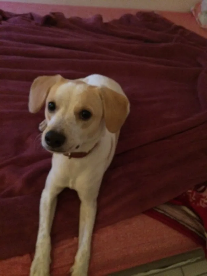 Cachorro ra a Vira lata  idade 7 a 11 meses nome Mauê 