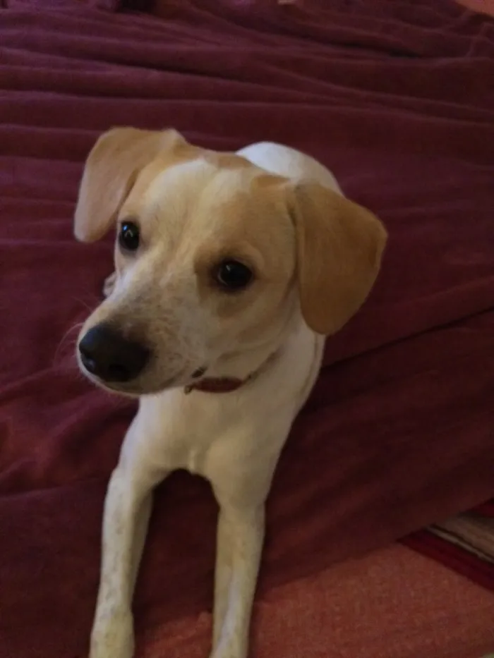 Cachorro ra a Vira lata  idade 7 a 11 meses nome Mauê 