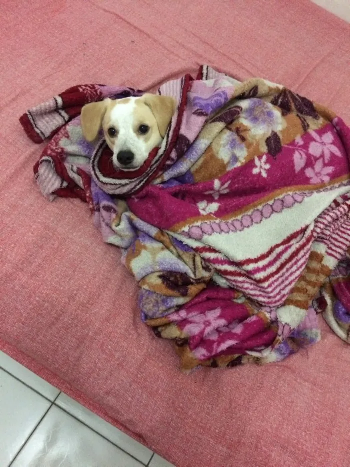 Cachorro ra a Vira lata  idade 7 a 11 meses nome Mauê 