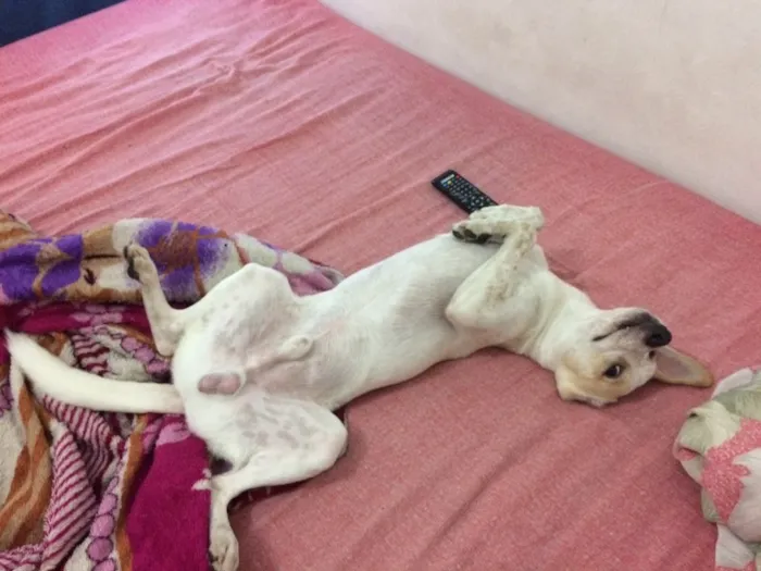 Cachorro ra a Vira lata  idade 7 a 11 meses nome Mauê 