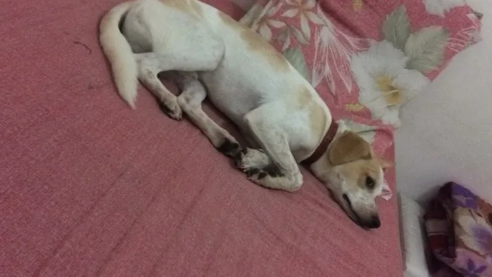 Cachorro ra a Vira lata  idade 7 a 11 meses nome Mauê 