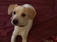 Mauê 