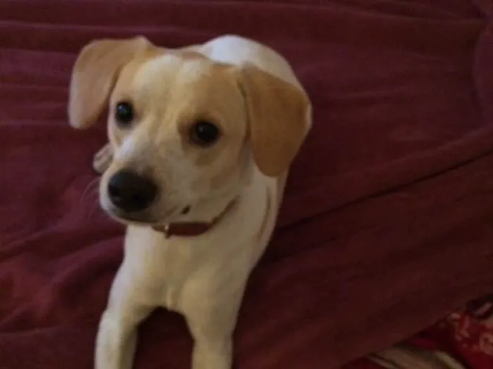 Cachorro ra a Vira lata  idade 7 a 11 meses nome Mauê 