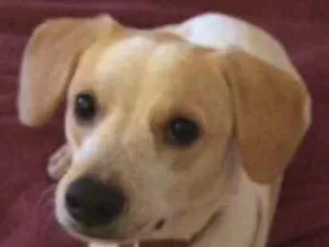 Cachorro raça Vira lata  idade 7 a 11 meses nome Mauê 