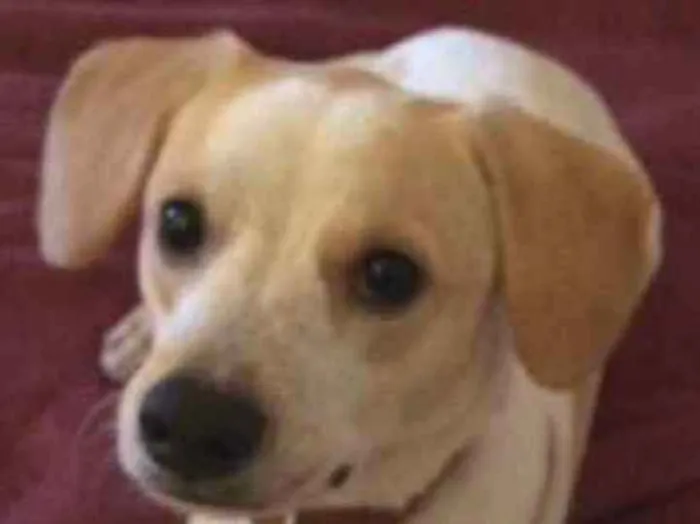 Cachorro ra a Vira lata  idade 7 a 11 meses nome Mauê 