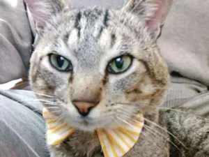 Gato raça Abyssinian idade 7 a 11 meses nome Max
