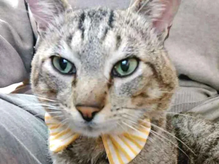 Gato ra a Abyssinian idade 7 a 11 meses nome Max