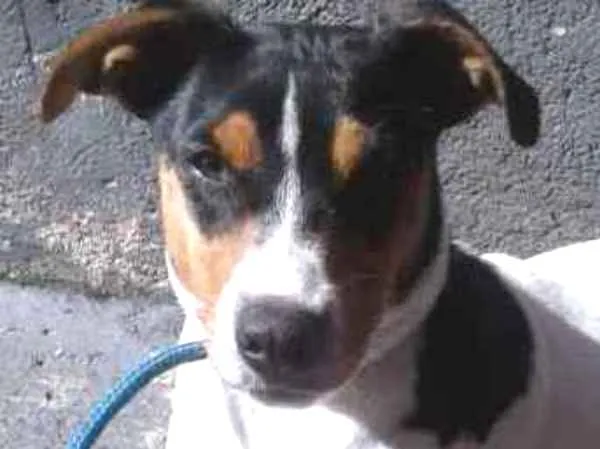 Cachorro ra a Fox paulistinha PORTE MÉDIO  idade 2 a 6 meses nome Tedy