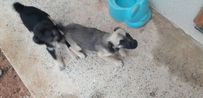 Cachorro ra a Mesticha Ilhasa/vira latas idade 1 ano nome Lili