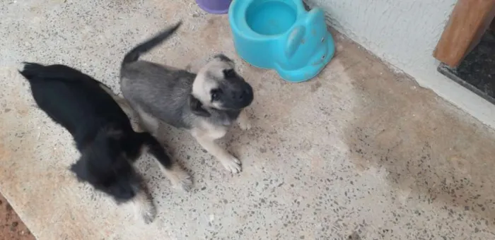 Cachorro ra a Mesticha Ilhasa/vira latas idade 1 ano nome Lili