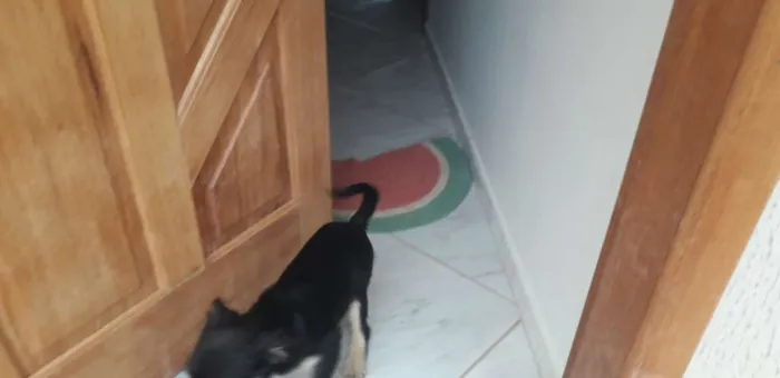 Cachorro ra a Mesticha Ilhasa/vira latas idade 1 ano nome Lili