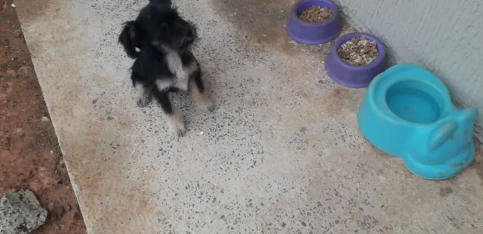 Cachorro ra a Mesticha Ilhasa/vira latas idade 1 ano nome Lili