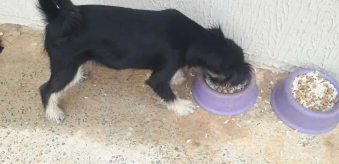 Cachorro ra a Mesticha Ilhasa/vira latas idade 1 ano nome Lili