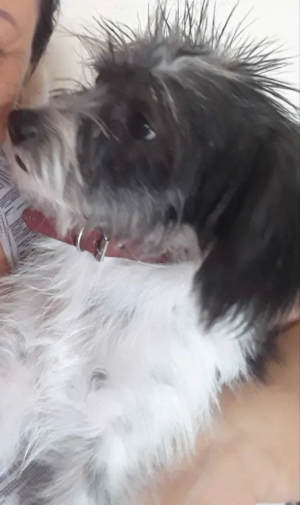 Cachorro ra a Mesticha Ilhasa/vira latas idade 1 ano nome Lili