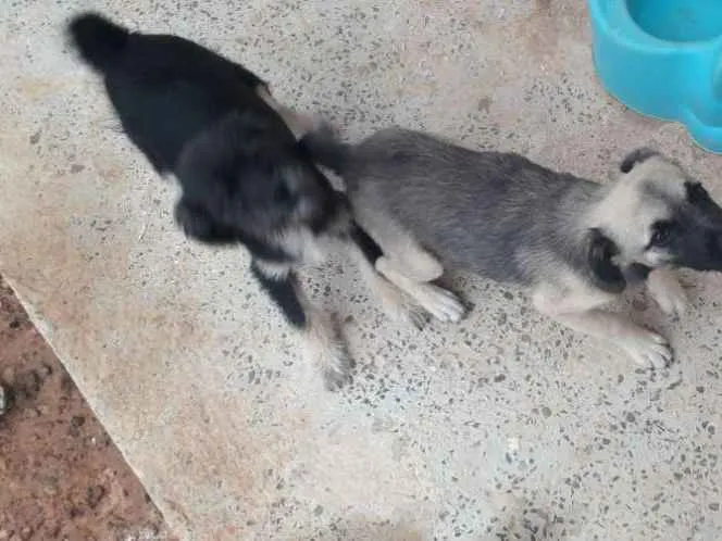 Cachorro ra a Mesticha Ilhasa/vira latas idade 1 ano nome Lili