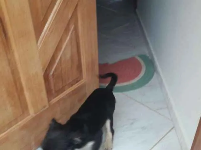 Cachorro ra a Mesticha Ilhasa/vira latas idade 1 ano nome Lili