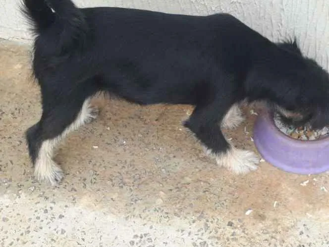 Cachorro ra a Mesticha Ilhasa/vira latas idade 1 ano nome Lili