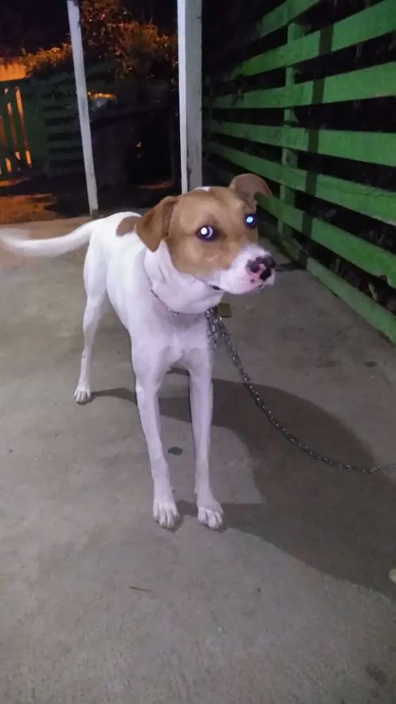 Cachorro ra a Vira lata idade 7 a 11 meses nome Mancha