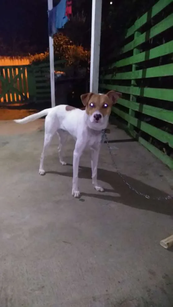 Cachorro ra a Vira lata idade 7 a 11 meses nome Mancha