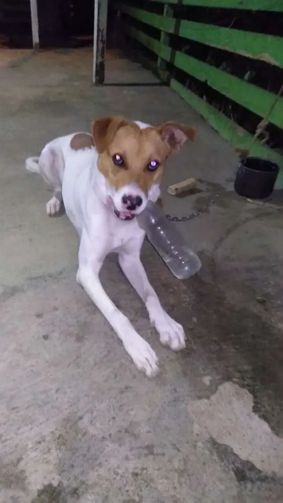 Cachorro ra a Vira lata idade 7 a 11 meses nome Mancha