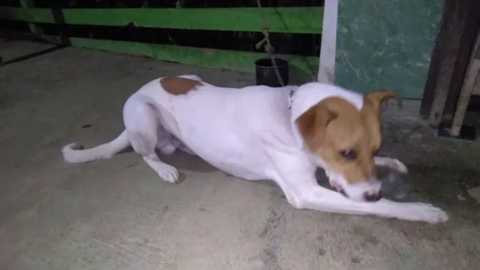 Cachorro ra a Vira lata idade 7 a 11 meses nome Mancha