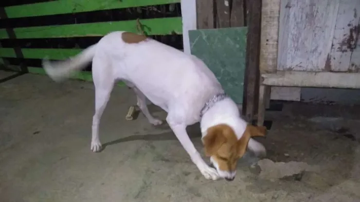 Cachorro ra a Vira lata idade 7 a 11 meses nome Mancha