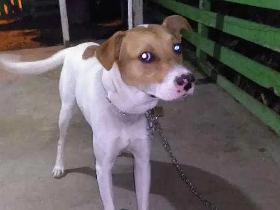 Cachorro ra a Vira lata idade 7 a 11 meses nome Mancha