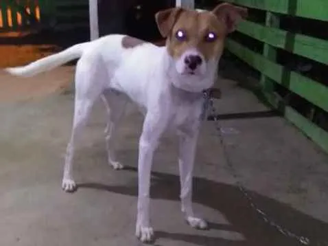 Cachorro ra a Vira lata idade 7 a 11 meses nome Mancha