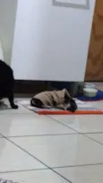 Nininha