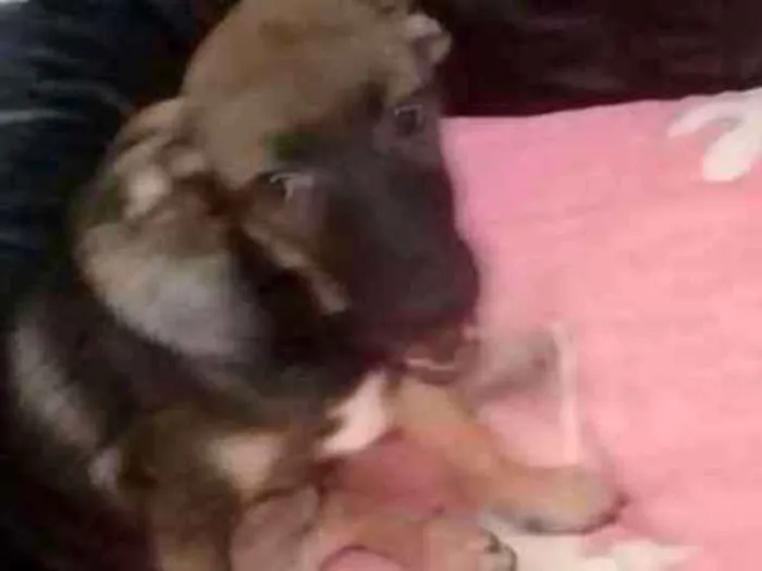 Cachorro ra a Srd idade 7 a 11 meses nome Rita