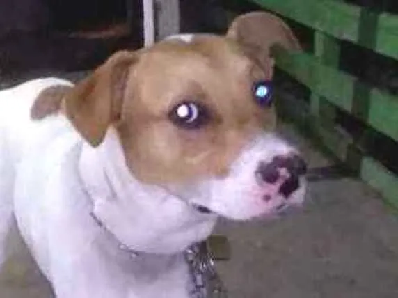 Cachorro ra a Vira lata idade 7 a 11 meses nome Mancha