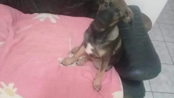 Cachorro ra a Srd idade 7 a 11 meses nome Rita