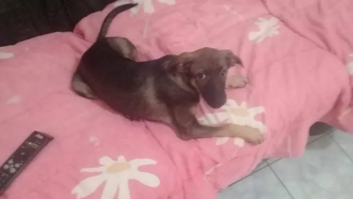Cachorro ra a Srd idade 7 a 11 meses nome Rita