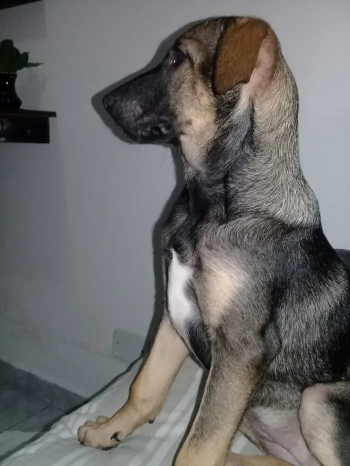 Cachorro ra a Srd idade 7 a 11 meses nome Rita