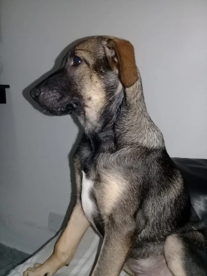 Cachorro ra a Srd idade 7 a 11 meses nome Rita