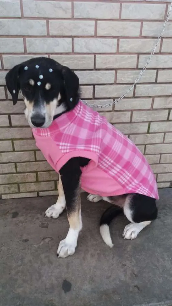 Cachorro ra a Vira latinha idade 1 ano nome Jade