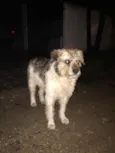 Doguinho