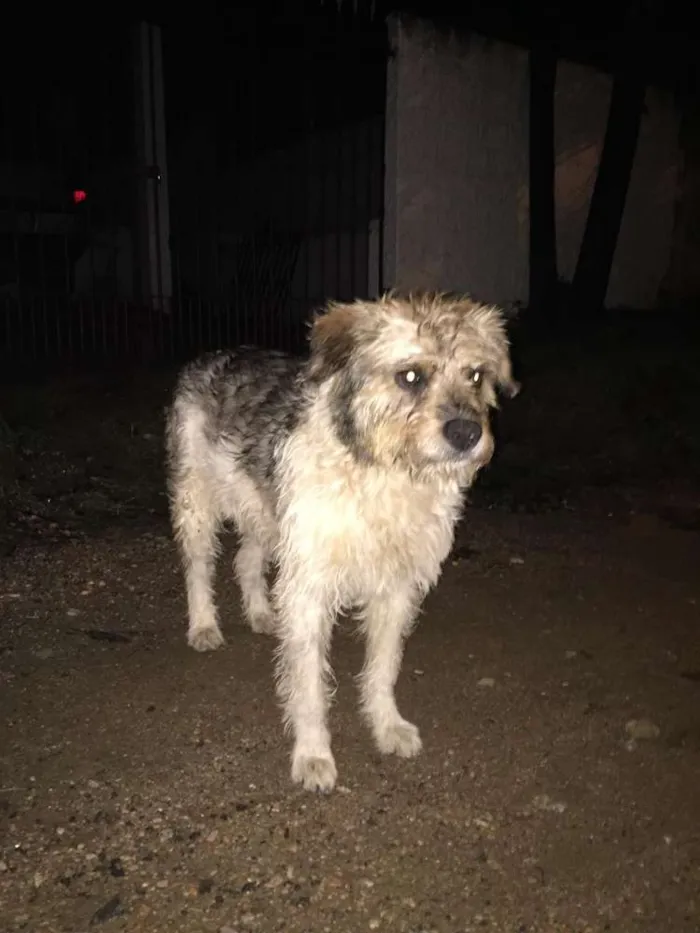 Cachorro ra a Indefinida idade 1 ano nome Doguinho