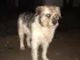 Doguinho