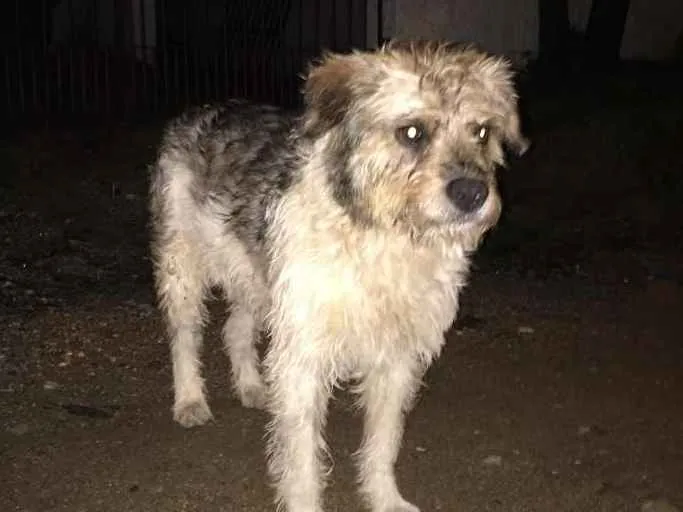 Cachorro ra a Indefinida idade 1 ano nome Doguinho
