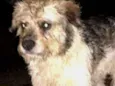 Doguinho