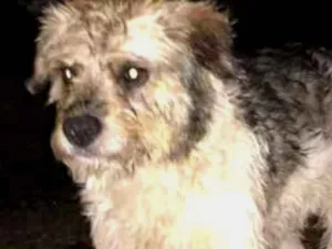 Cachorro raça Indefinida idade 1 ano nome Doguinho