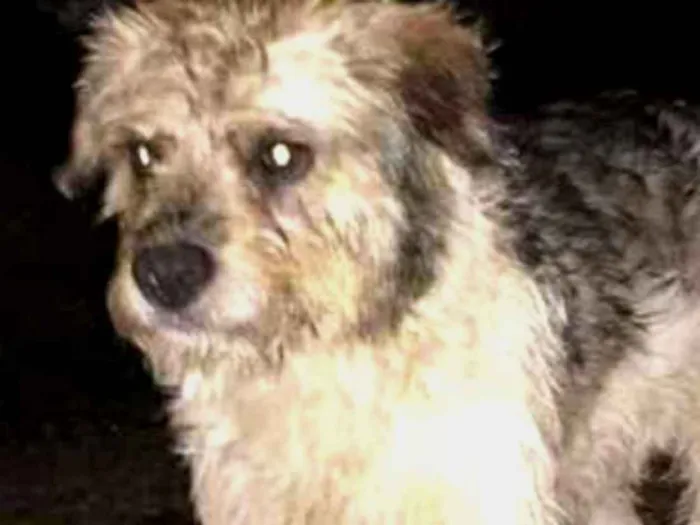 Cachorro ra a Indefinida idade 1 ano nome Doguinho
