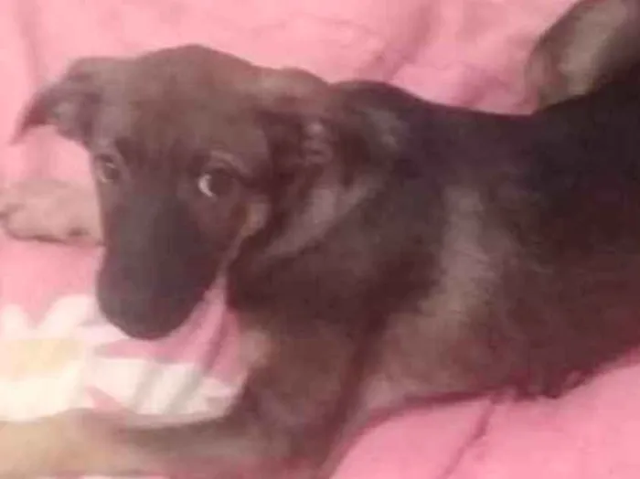 Cachorro ra a Srd idade 7 a 11 meses nome Rita