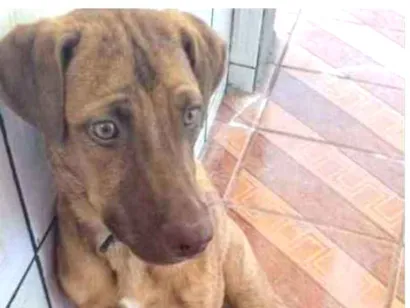 Cachorro raça Vira lata idade 1 ano nome Bob