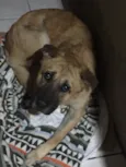 Bebê 