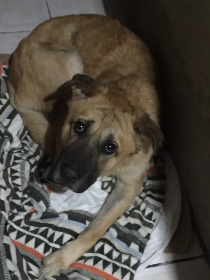 Cachorro ra a SRD idade 3 anos nome Bebê 